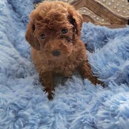 Red Male Toy Poodle Ready for Adoption in Kokomo, in