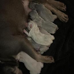 Quality French Bulldog Puppies Available in Colonial Heights, va