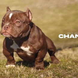 Micro Bully for Adoption in Fairfield, oh