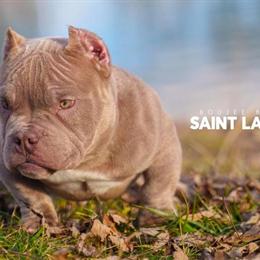 Micro Exotic Bullies from Top Tier Pedigree Litter in Fairfield, oh