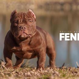 Bully Female Available - 8 Months Old in Fairfield, oh