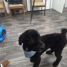 Standard Size Male Goldendoodle Looking for a New Home in Bowling Green, oh