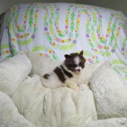 CKC Registered Pomeranian Puppies for Sale in Cookeville, tn
