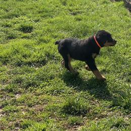 Male Rottweiler Puppy Available from Reputable Breeder in Harrisburg, pa