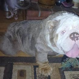 English Bulldog - 2 Year Old Lilac Male Available in Malinta, oh