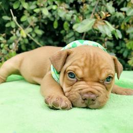 Pocket Size American Bully Puppies Available for Forever Homes in Brooksville, fl