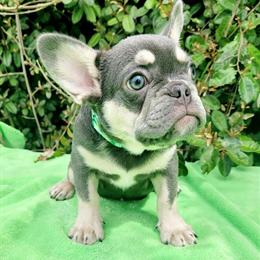 Lilac Tri French Bulldog Female Looking for a Loving Home in Brooksville, fl