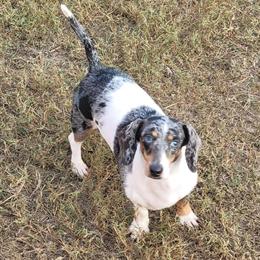 Dachshund Female Dappled 2 Years Old Looking for a Forever Home in Brooksville, fl