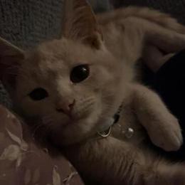 Male Kitty Jerry Looking for a New Home in Grand Rapids, mi