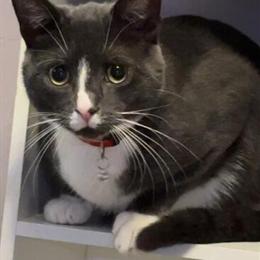 Male Cat Tom - Neutered, 1 Year Old, Great with Kids and Other Pets in Grand Rapids, mi