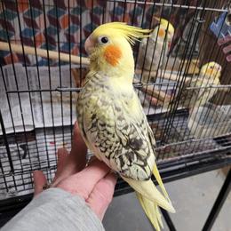 Handfed Cockatiels Available in Various Colors in Bradford, pa