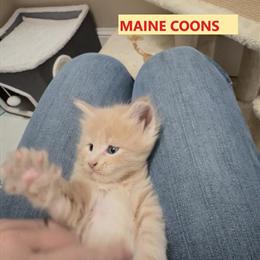 Maine Coon Kittens Available in Clinton, nc