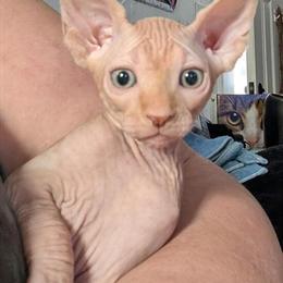 Sphynx Kitten Available in Clarks Summit, pa