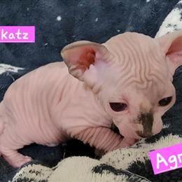 Sphynx Kittens Available for Deposit in Clarks Summit, pa