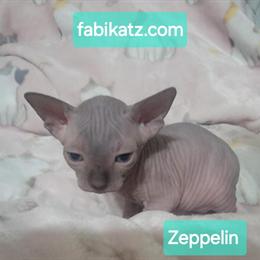Sphynx Kittens Available for Deposit in Clarks Summit, pa