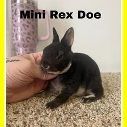 Mini Rex Rabbits Available Now in Gaithersburg, md
