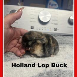 Holland Lop Rabbits Available in Gaithersburg, md