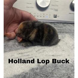 Holland Lops for Adoption in Gaithersburg, md