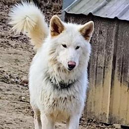 Beautiful Malamute and German Shepherd Mix Puppies in Bloomfield, in