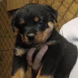 AKC Rottweiler Puppies Ready for Adoption in Milton, fl