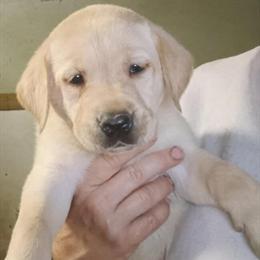 Labrador Retriever Puppies Available for Reservation in Milton, fl