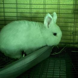 Netherland Dwarf Buck - Blue-Eyed White, 3 Months Old in Miami, fl