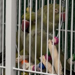 Bonded Pair of Ringnecks for Sale in Oak Forest, il