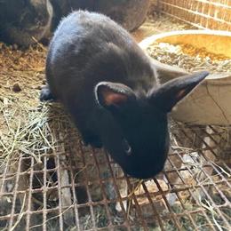 Dwarf Bunnies - 8 Weeks Old for $50 Each in Lebanon, nj