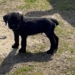 Cane Corso X Giant Schnauzer Puppies Ready for New Homes in Salisbury, md