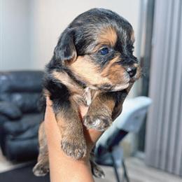 Yorkiepoos for Sale - 5 Puppies Ready for New Homes in Romulus, mi