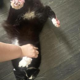 5-Year-Old Male Cat Looking for a Loving Home in Williamsburg, va