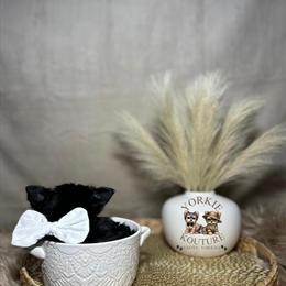 Exotic Yorkshire Terriers Available in Charlotte, nc