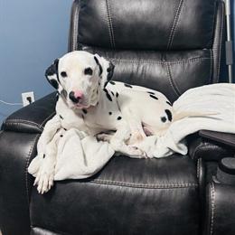Dalmatian Stud Service for Puppies in Pittston, pa