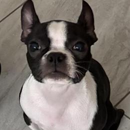 Female Boston Terrier Puppy, 6 Months Old, Needs New Home in Palm Bay, fl