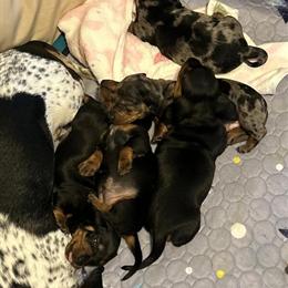 Mini Dachshund Puppy Available - Male Black and Brown in Middleville, mi