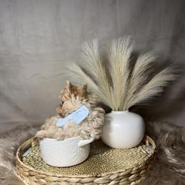 Exotic Yorkshire Terriers Available Now in Charlotte, nc