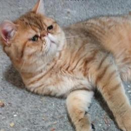 Golden Exotic Shorthair Male Available in Philadelphia, pa