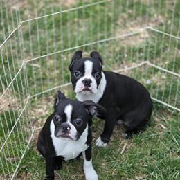 Boston Terrier puppies available for $750 in Findlay, oh