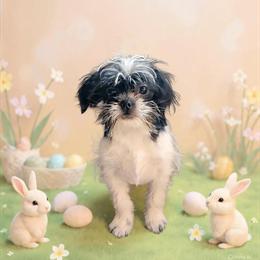 Last Toy Shorkie Puppy Available! in Fowlerville, mi