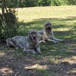 Irish Wolfhound Puppies Available in Cleveland, tx