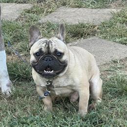AKC Male French Bulldog Available in Summerfield, nc