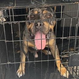 American Bully Puppies Ready for New Homes in Frederick, md