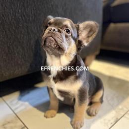 Fluffy French Bulldog Puppy with Chocolate & Lilac Lines in Chicago, IL in Berwyn, il