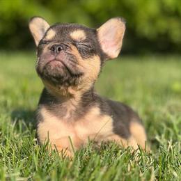 French Bulldog Puppies - Last 3 Available in Chicago in Berwyn, il