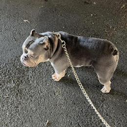 Micro Bully - 1 Year Old Male, Potty Trained and Kid-Friendly in Philadelphia, pa