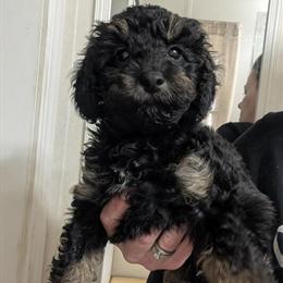 Male Phantom Toy Poodle Puppy - 8 Weeks Old in Charlotte, nc