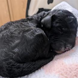 Toy Poodle Puppies Available in Charlotte, nc