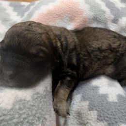 Toy Poodle - Sable Phantom Female with Docked Tail in Charlotte, nc