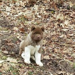 Akita Puppy - Rare Chocolate Green Eyed in Burlington, ky