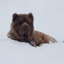 Akita Puppies - Rare Chocolate and Green Eyed in Burlington, ky